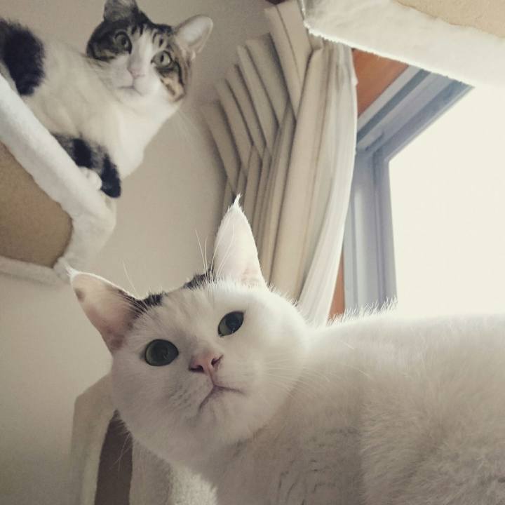 Cfd66553 4638 4552 a98b 89847ad32c41