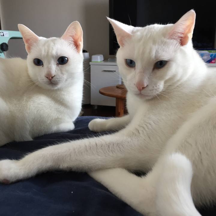 Cfe85f1b ba40 407f 96c1 a71d0e6699bb