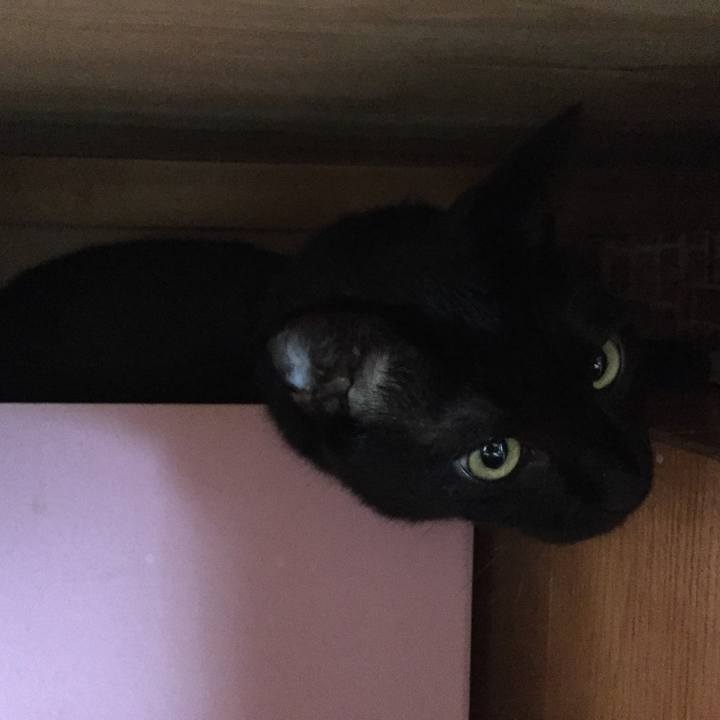 Cfeb0c99 e62f 4336 aa6f 3d11cd35a90e