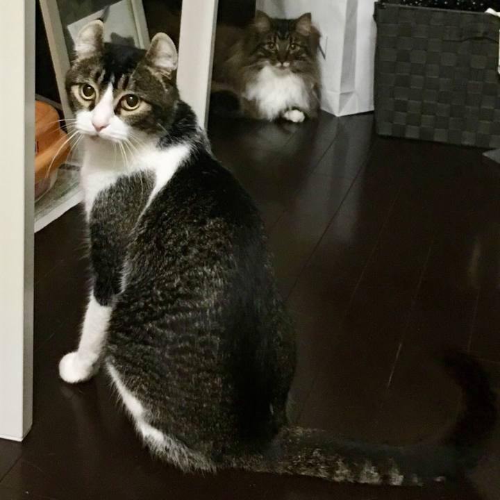 Cfed0ead 048e 4c98 90d2 bed29deb1f08