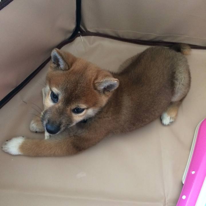 Cff220b8 1ace 458c a133 ac4222f63f19