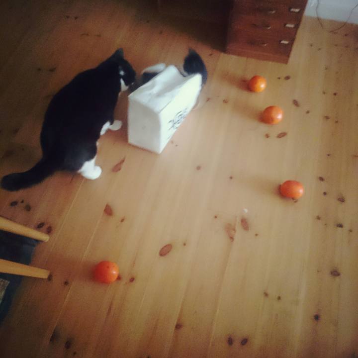 Cff2f6fc 8828 48b9 9644 302ace1110ed