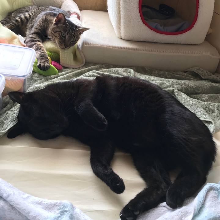 D018c084 1f0e 43cf 9559 43830b93fead