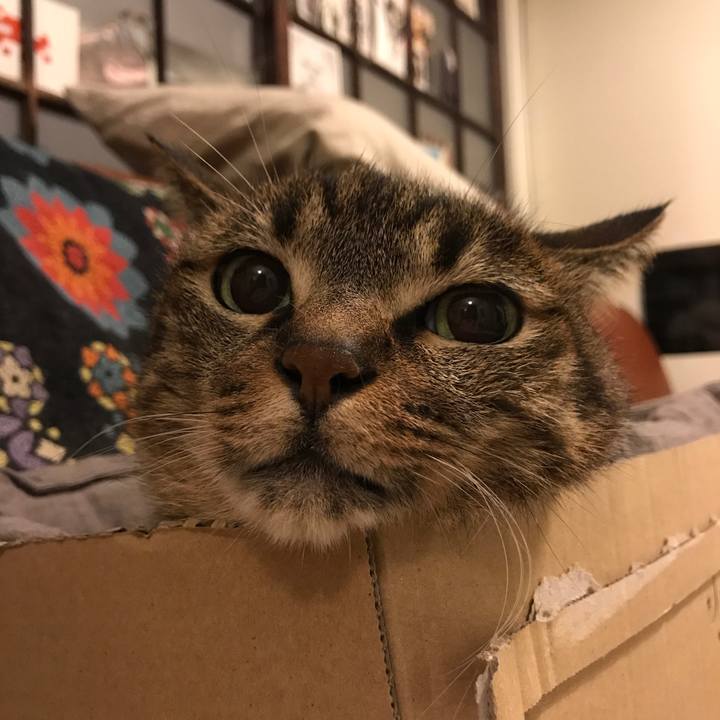 D023c4c4 e318 475d 84ce e9ff6a034f5e