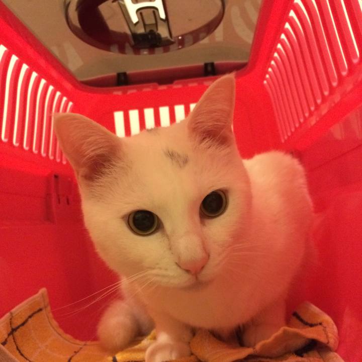 D029a08b 3a5d 40cc ac69 177c5b2498ed