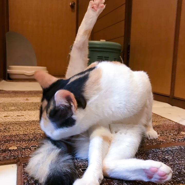 D0446c27 675a 4091 8b6f 2601770e53d4