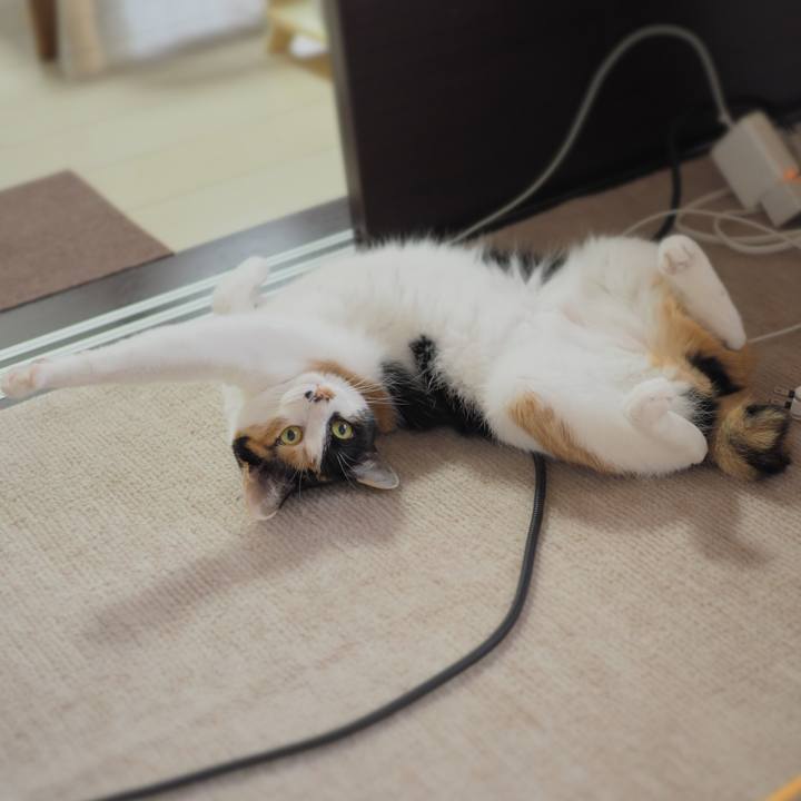 D053588f a225 402a 9ccc 4caa817aa58d