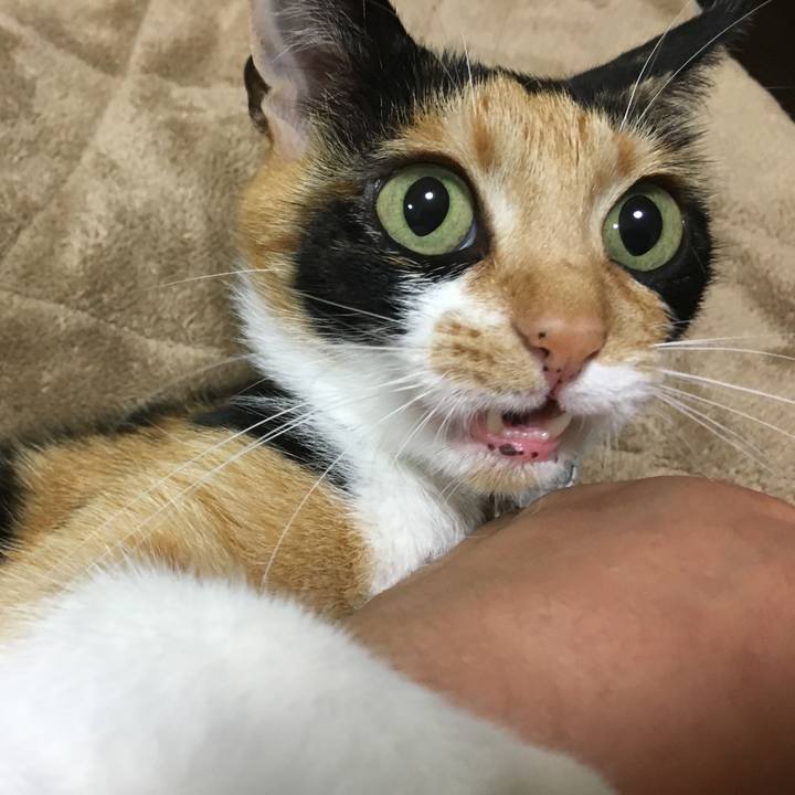 D0602bae fea7 408e 8e57 124e2f6892ee