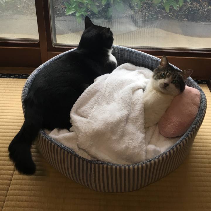 D068841d b473 473b bace ddfcb5ad398c