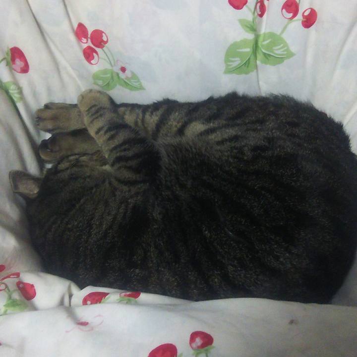 D084fc8b c634 47bc a766 1c41d661dff8