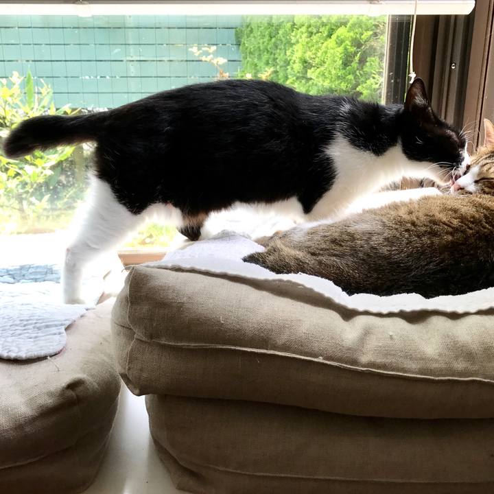 D0951f0a 90c8 4088 9a16 7207b4c6275f