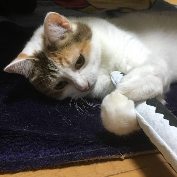 D09d14fd b2ad 4df3 a0ae eebd55be034b