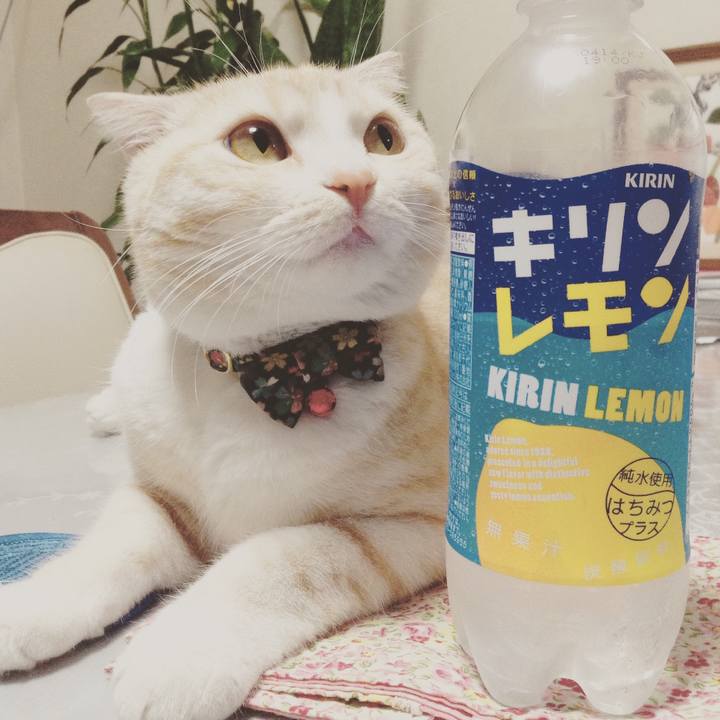 D0b0a60f 213d 4dc2 8296 1b1ad5b3444d