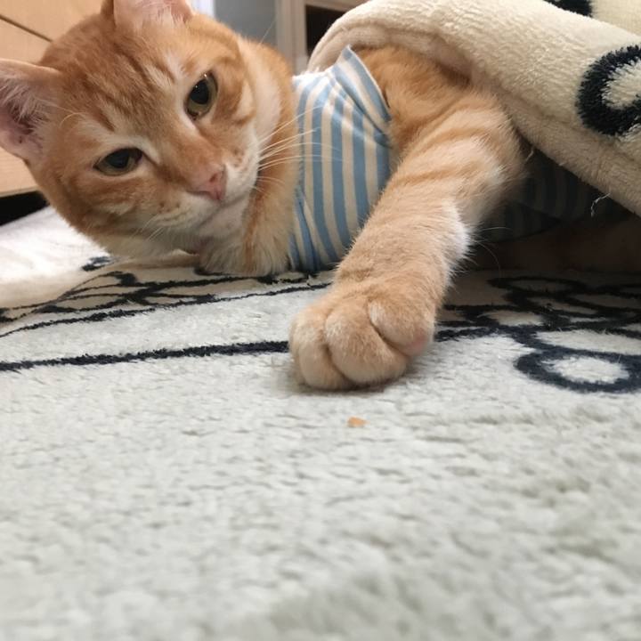 D0caab2c 14c3 43d2 9192 52893bb5847a