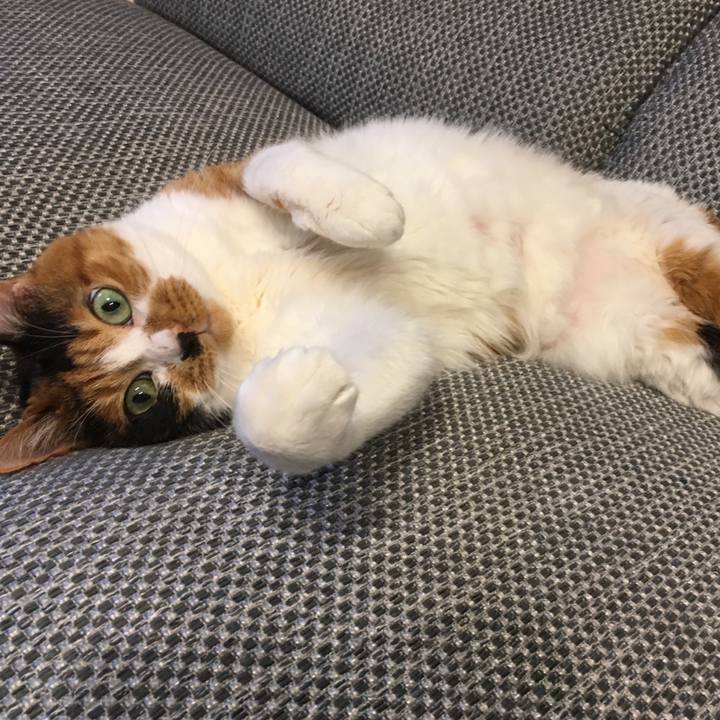 D0d2c90c 58da 4ced aa26 d510841a0031