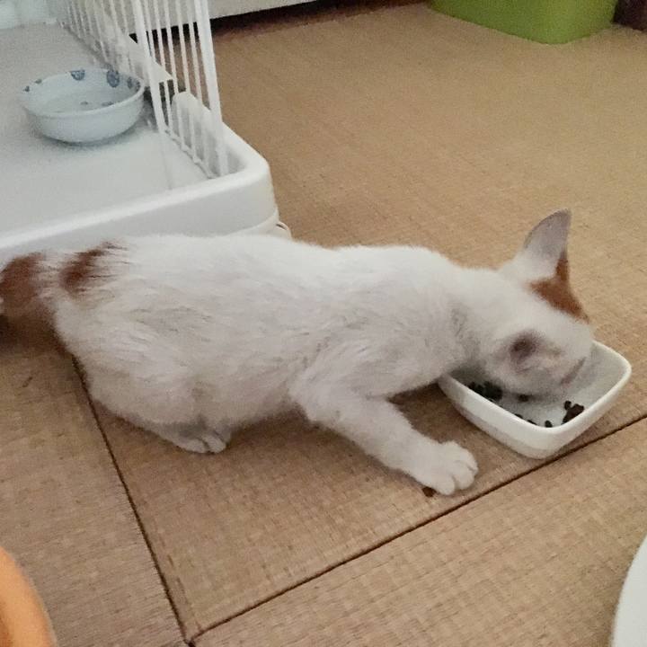 D0de1a7c 6fed 4cc6 974d 4cc3e700a68a