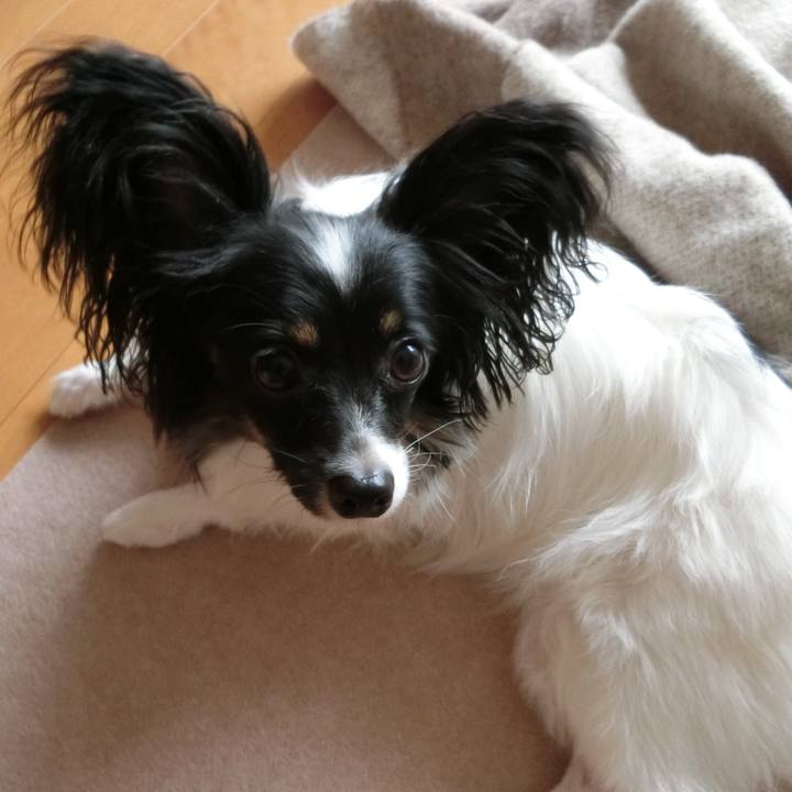 D0e55f8a c86a 4b5a bbba a55dc32355b5