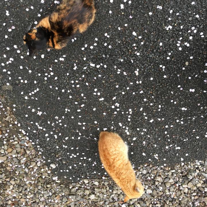 D0e76db1 e08d 480d 90cc 464502c73ec5