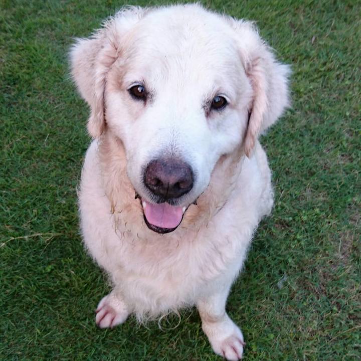 D0f0c4da cfd4 4266 b2d2 43607f6838ac