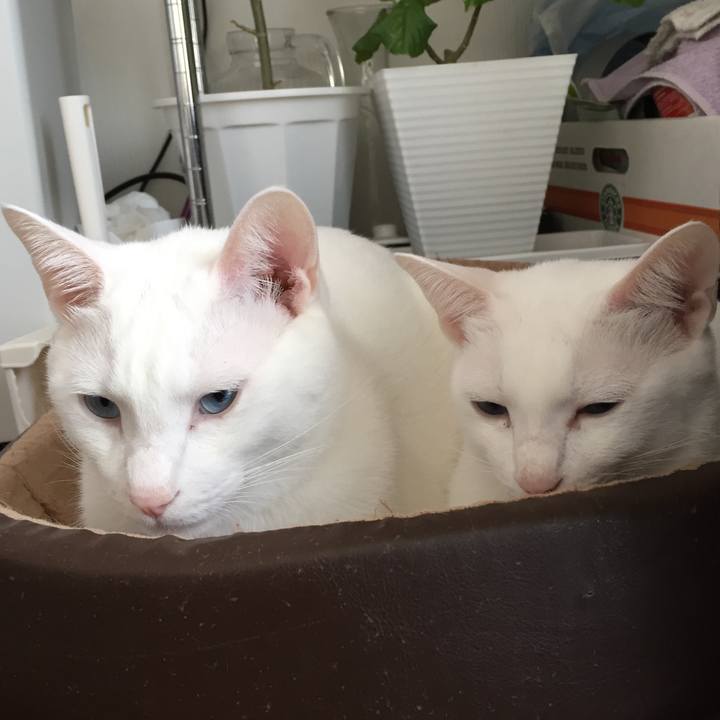 D0f3d4bb 5f51 4880 beea c840a68a00c0