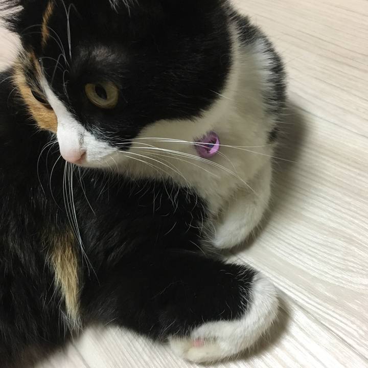 D10a6be2 7a0f 4447 9be5 0c0c20de4fae