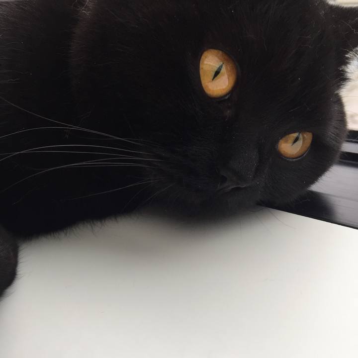 D10c83ed c758 4fd7 b6d5 40f779a3a517