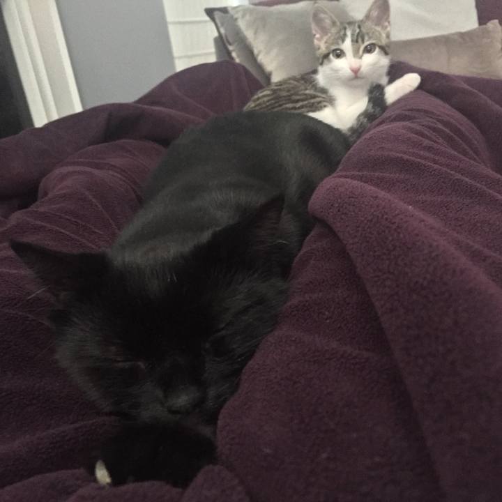 D11bf36a 4abc 42ce 87c2 4742293f28c5