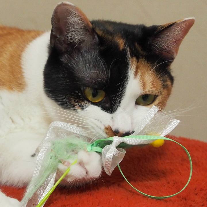 D142738f 3962 4bcc 8c19 52d2de9ab462