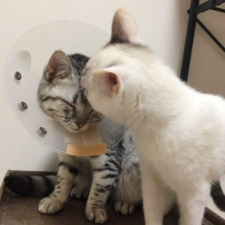 D153929f 1141 4519 867e 62061e1b1588