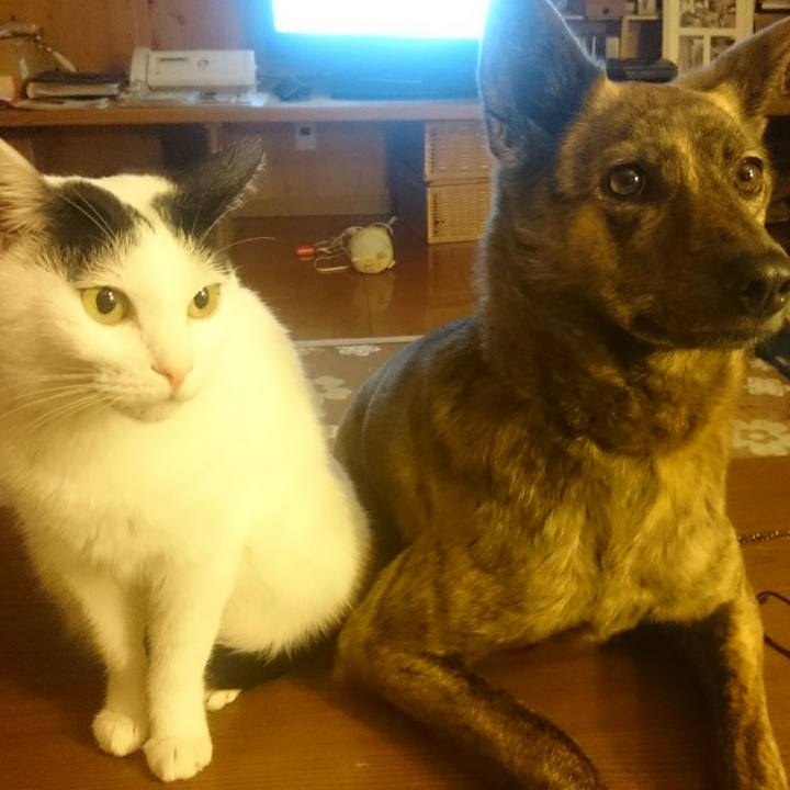 D15d1c5e ca29 4b68 bdbb f479fb011733