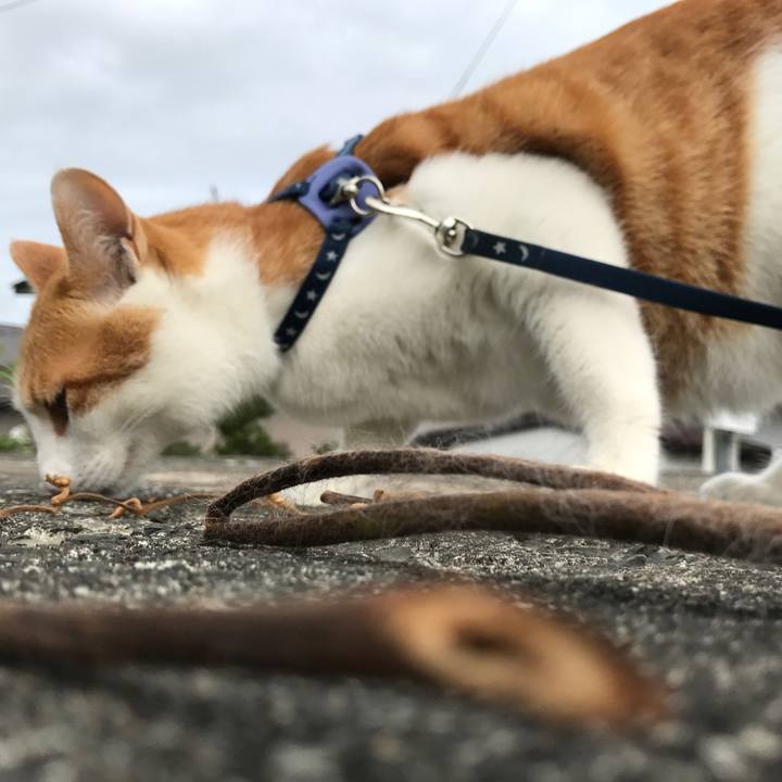 D168a1ee 0f2e 4c36 a491 b10202a8ab82