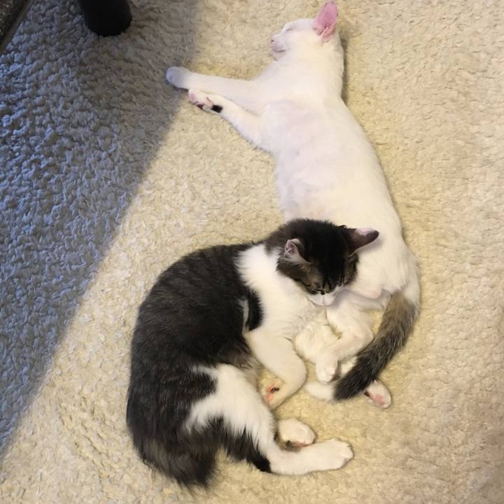 D1706c76 6ace 43ca 8e22 f953f970ff68