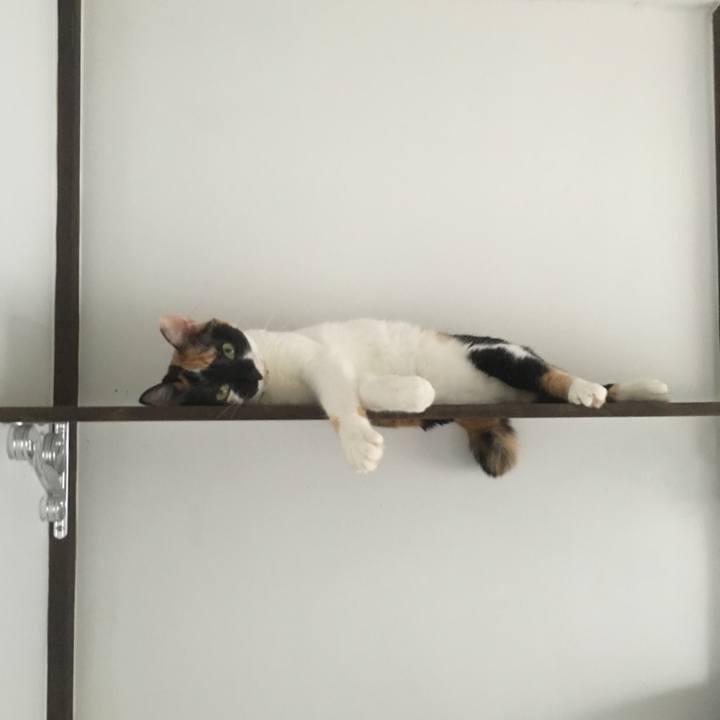 D17b9343 6246 4121 93d8 7209fed0adc6