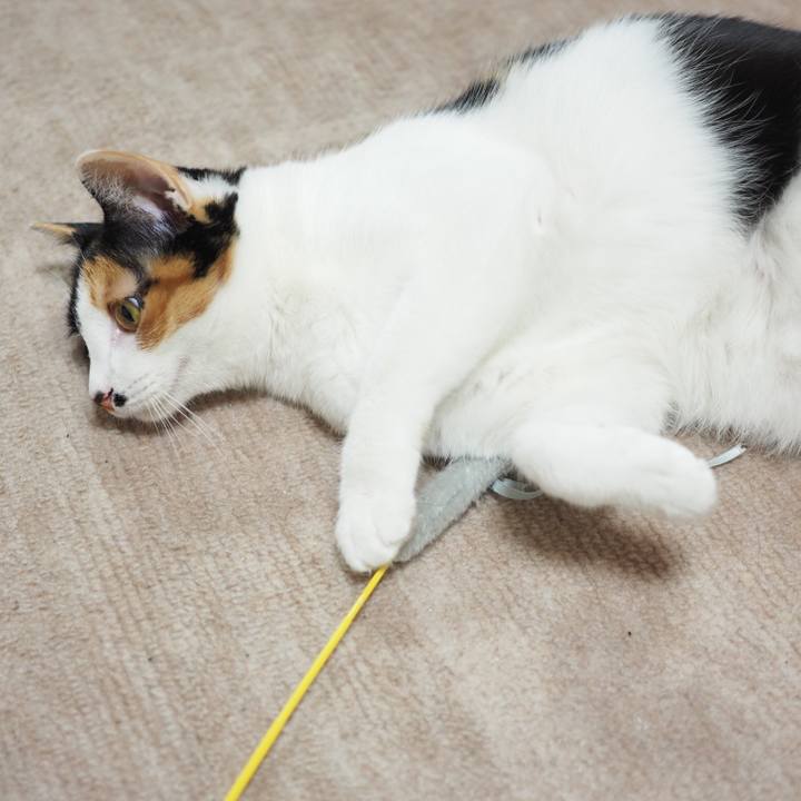 D17bc043 c1c9 476c a7ac 7d0570f7b2e9