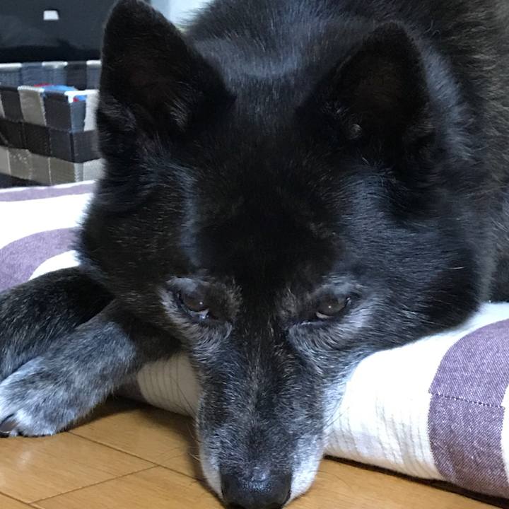 D17ea8d6 5693 49d8 b4c0 f1219bae4fde