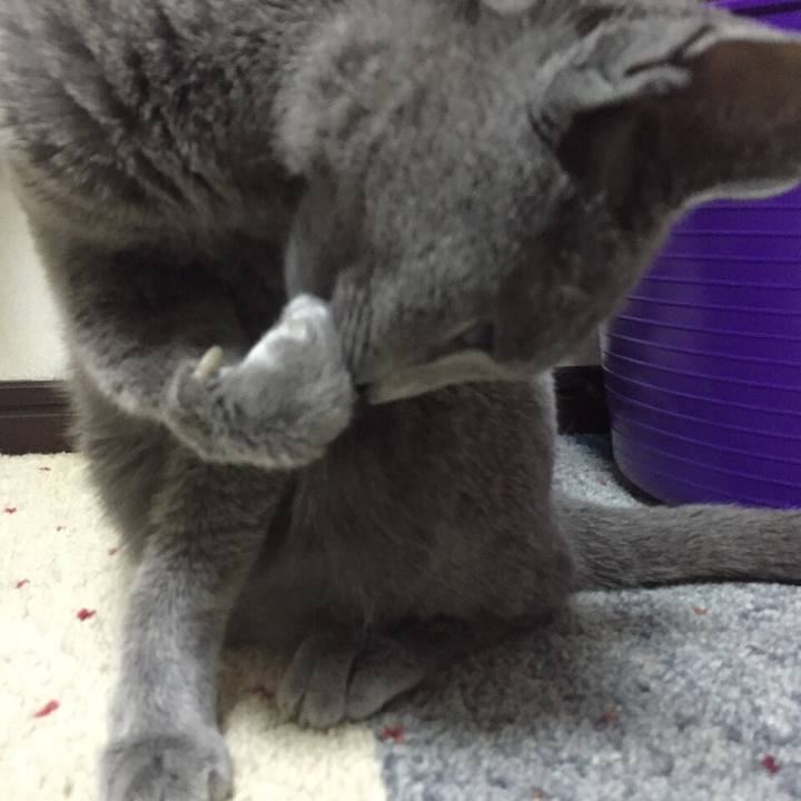 D1a5d69c f6d4 4706 b4c0 e496cf9f9903