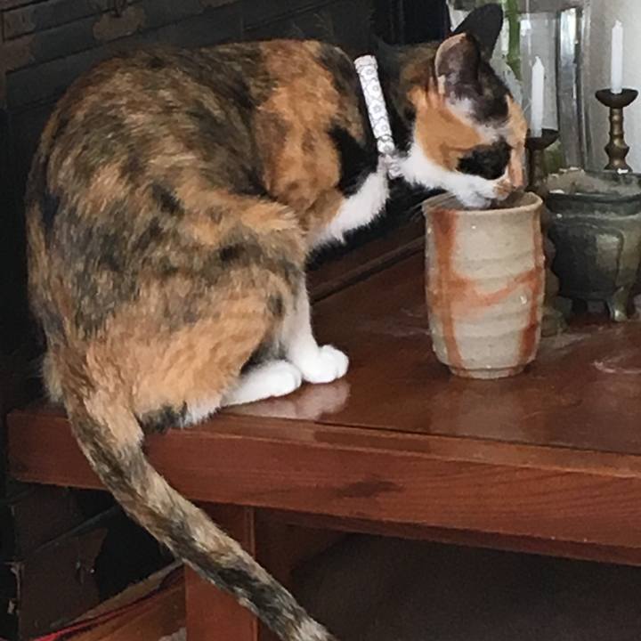 D1ac1f80 8888 4827 93f2 b3e86e59005f