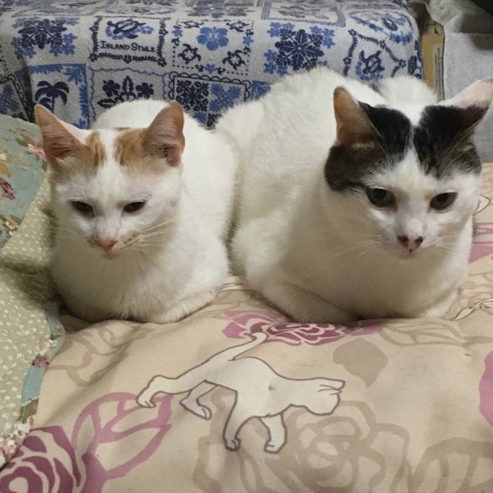 D1b0da6d b5d9 4f52 9ea1 d65981ad6921