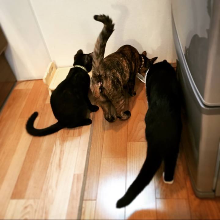 D1c1f4b5 2fd7 4fc8 81a8 acd3a3790ba6