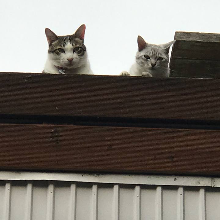 D1c55bb5 bde0 4bad 86c6 e7d9c190e2c9