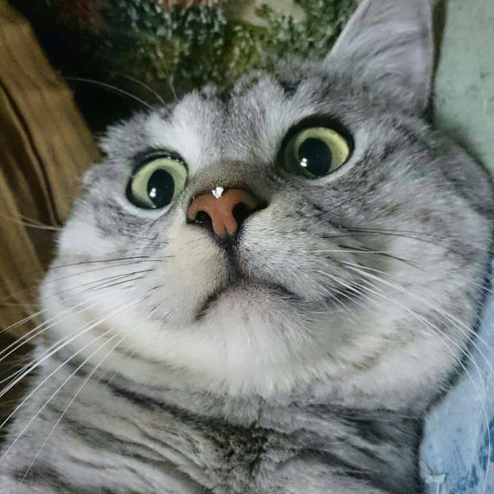 D1c8aa4d 327f 4f2f b856 dee013d336e6