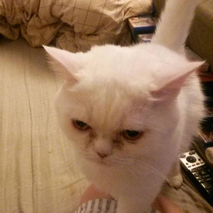 D1ca83ea 849d 486b beea a6bc86df3b7f