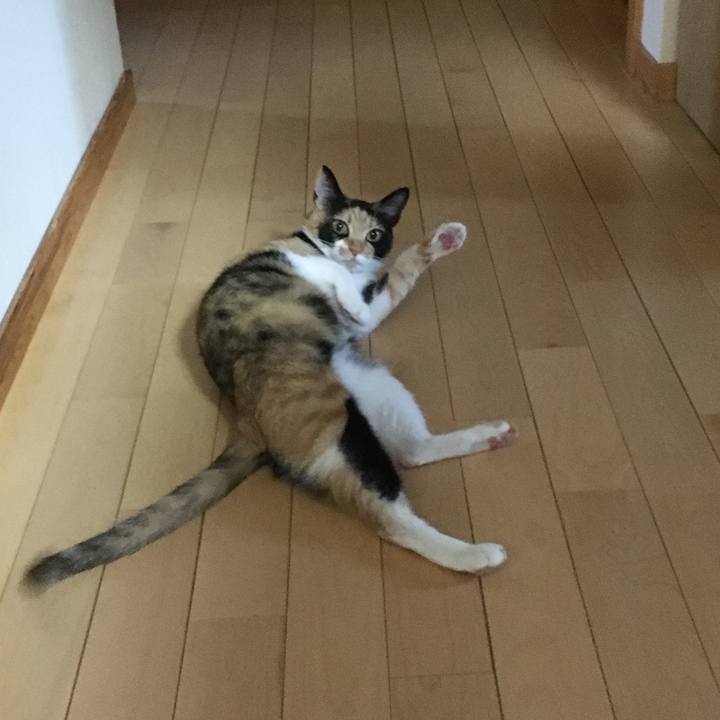 D1cf03e6 2c18 4bdd 9084 bf301dab6a17