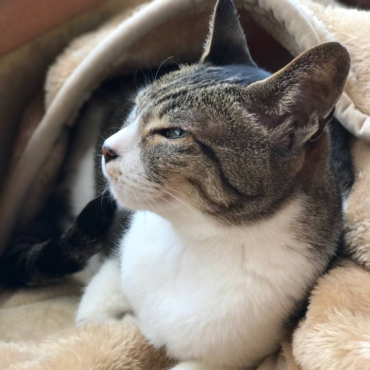 D1dc72cd 7d7a 47a2 af1e 029b0c6be5c2