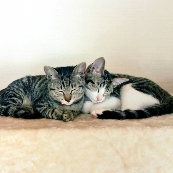 D1ed8a62 0293 4d68 a024 e91b047706b8