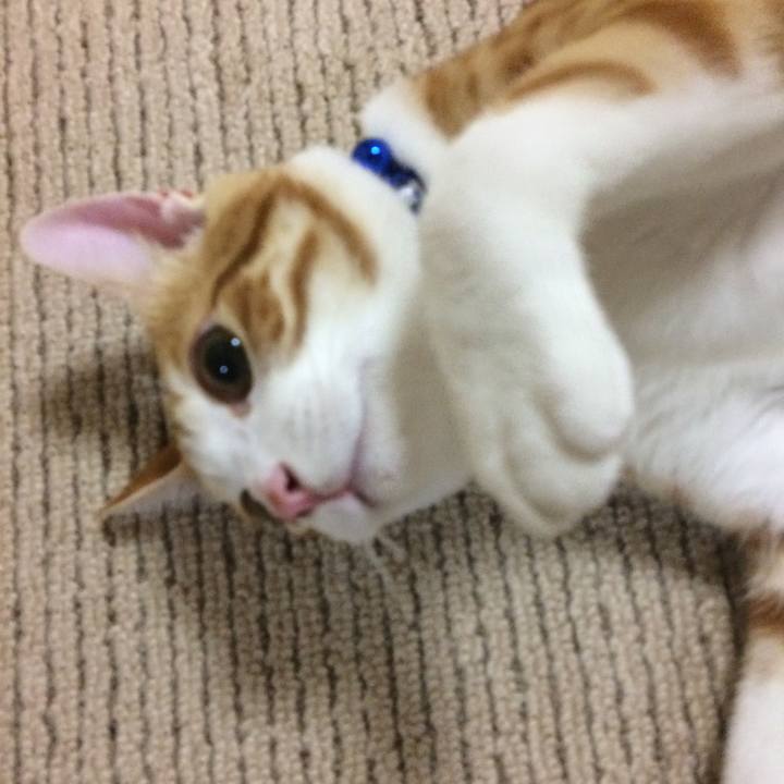 D20841ca 1960 4e11 b8fa ee72d4a8a3b8