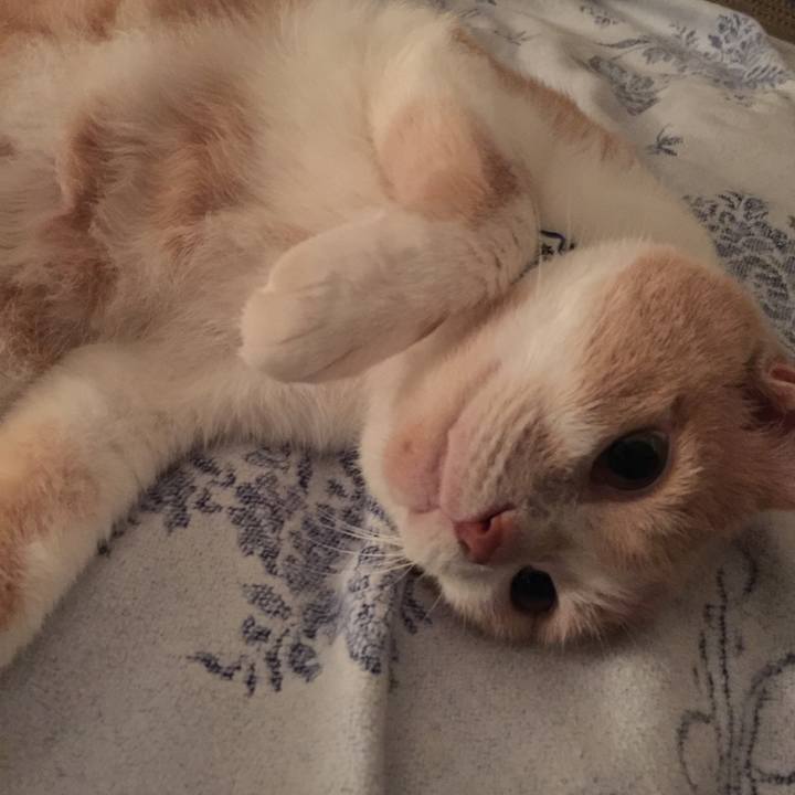 D22250fc 18d9 4cec 949e c9ea73eb4e99