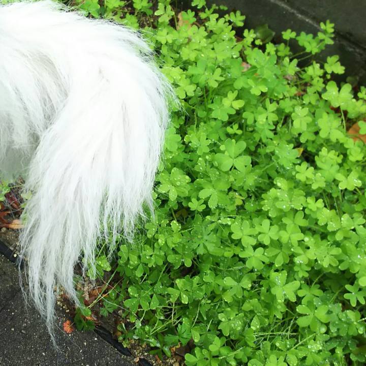 D2256dac 3386 4104 ac43 da08239d791f