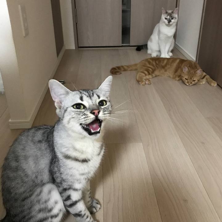 D238a9f9 336d 48d5 ae27 81821cb75a2c