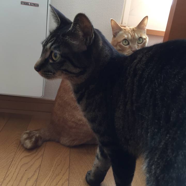 D257ec1b 275c 446a a481 70a70a30ddf7